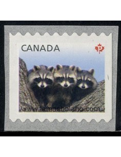 SELLOS DE CANADA 2012 - ANIMALES JOVENES - MAPACHE - 1 VALOR DENTADO HORIZONTAL AUTOADHESIVO - CORREO