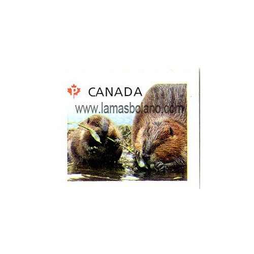 SELLOS CANADÁ 2014 - ANIMALES JÓVENES. CASTOR - 1 VALOR AUTOADHESIVO - CORREO 